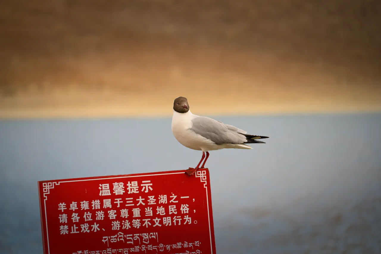 停在羊卓雍错湖边的红嘴鸥