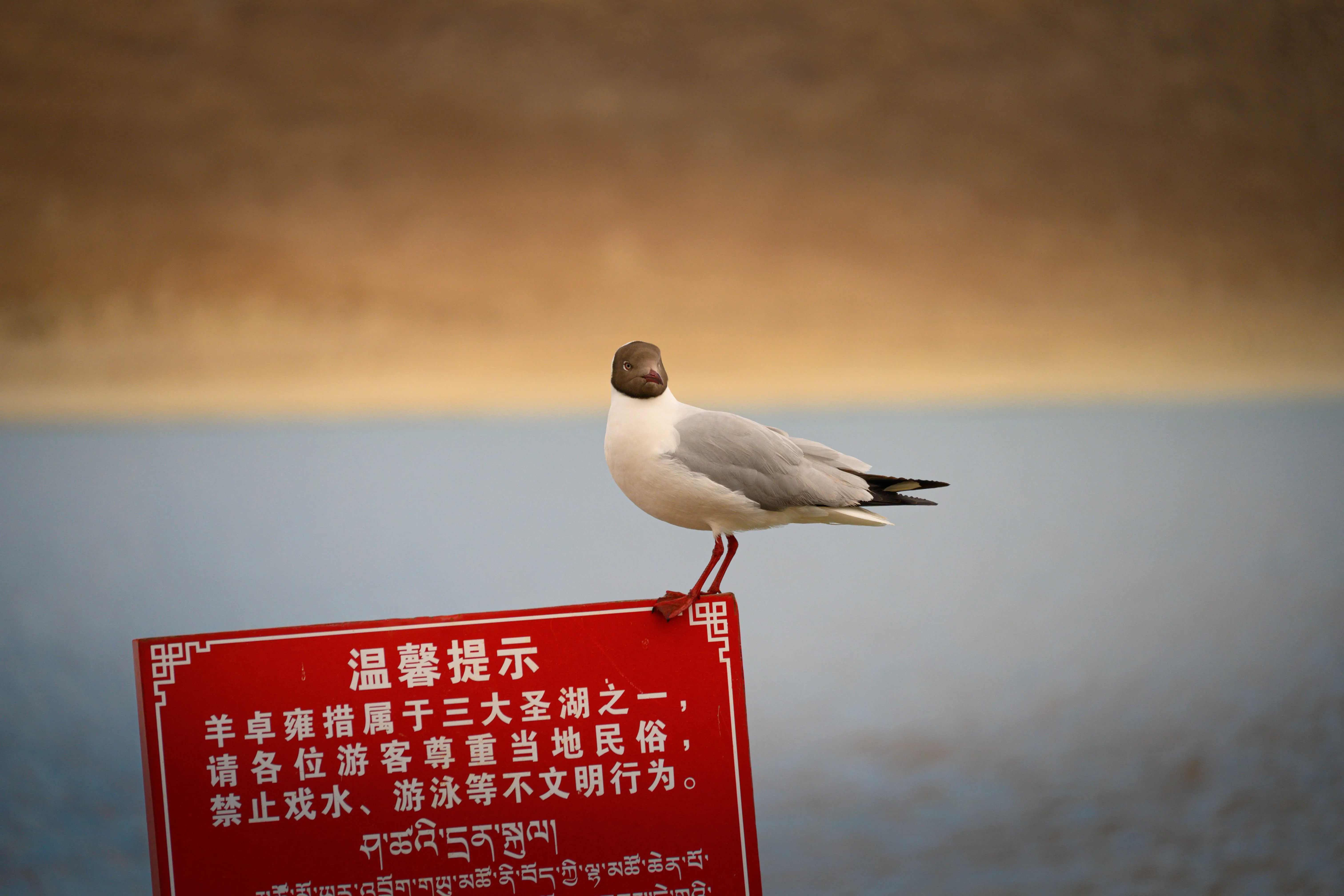 羊卓雍措·红嘴鸥