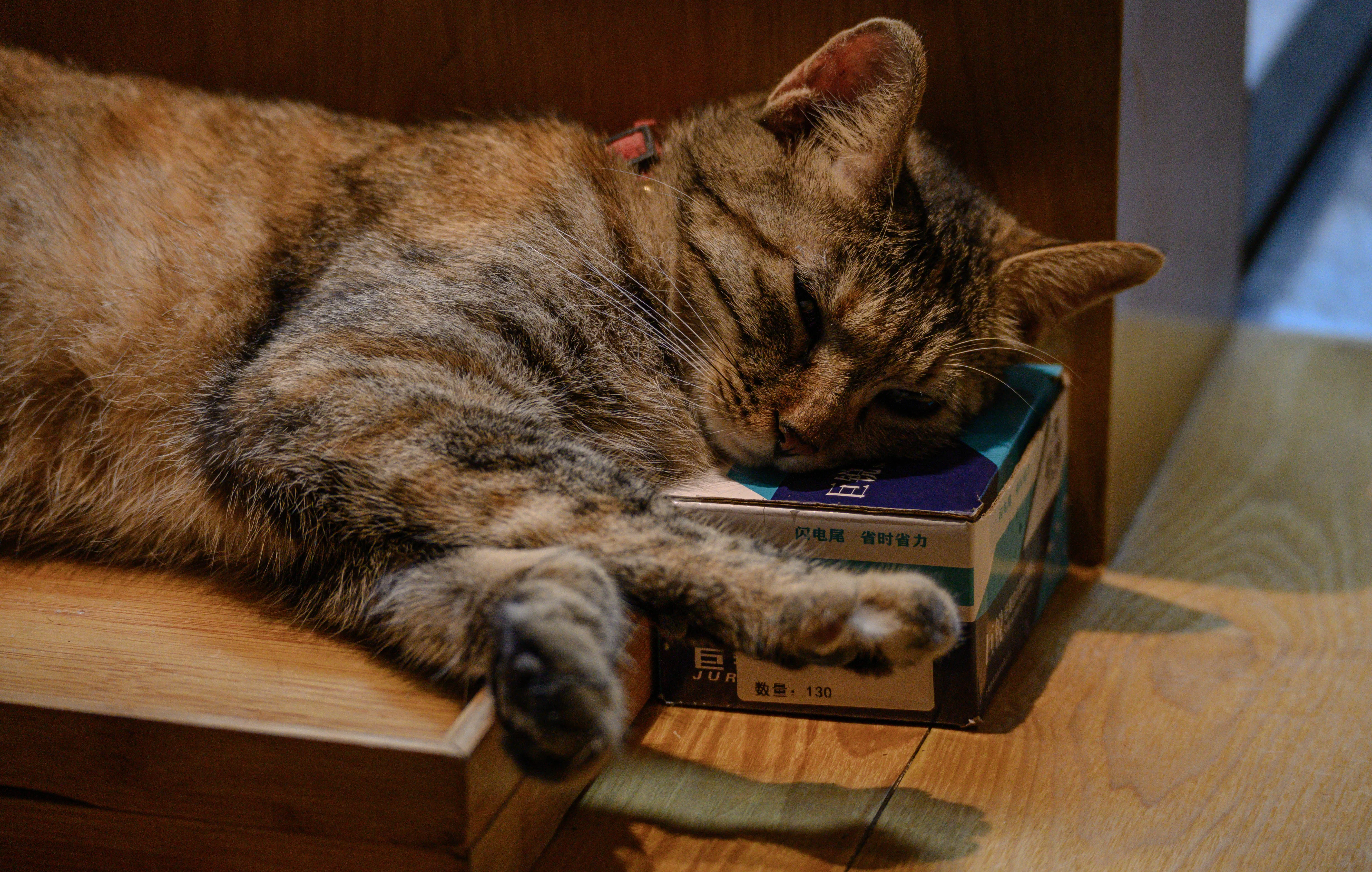 猫猫