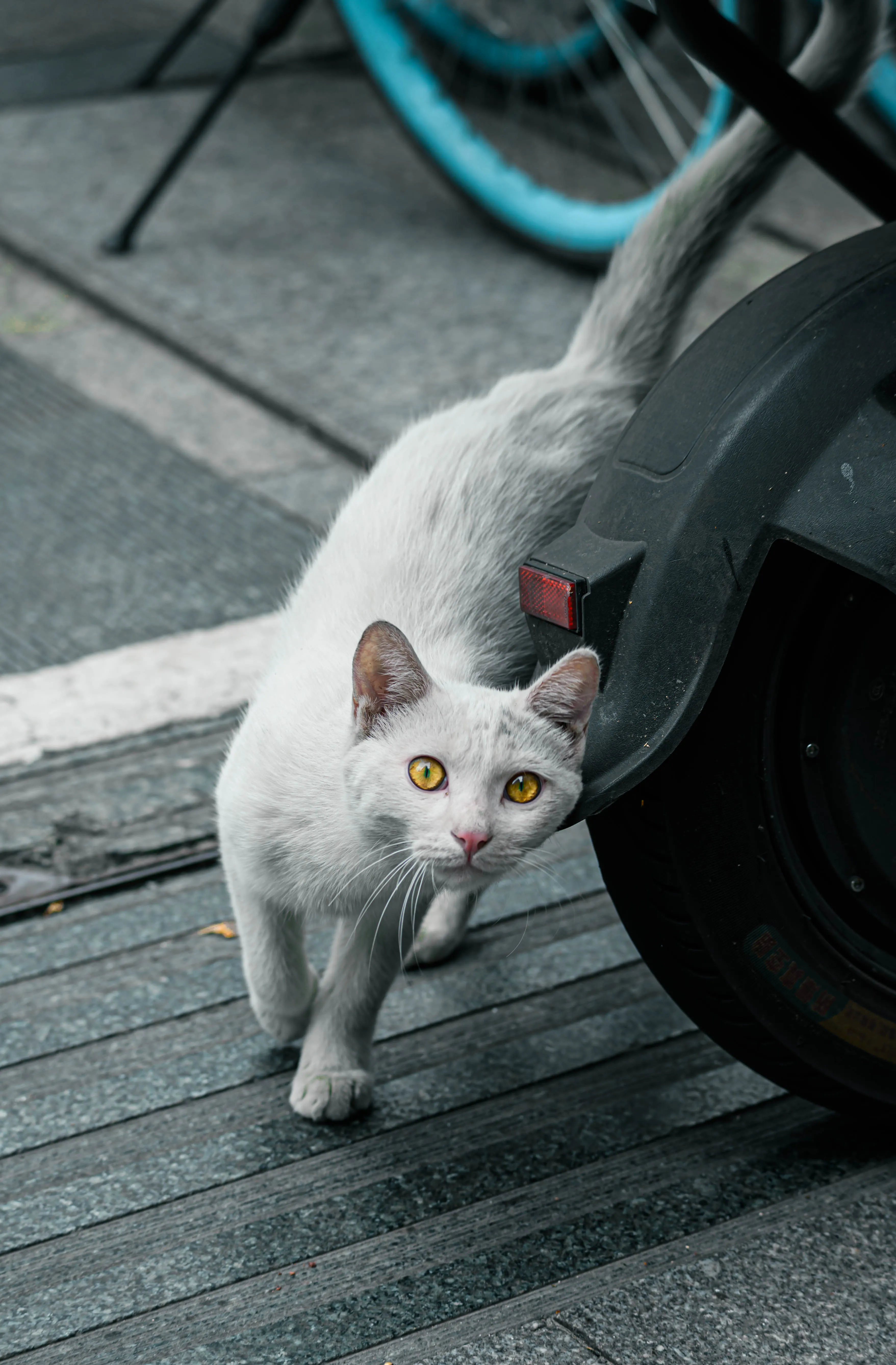 猫猫1