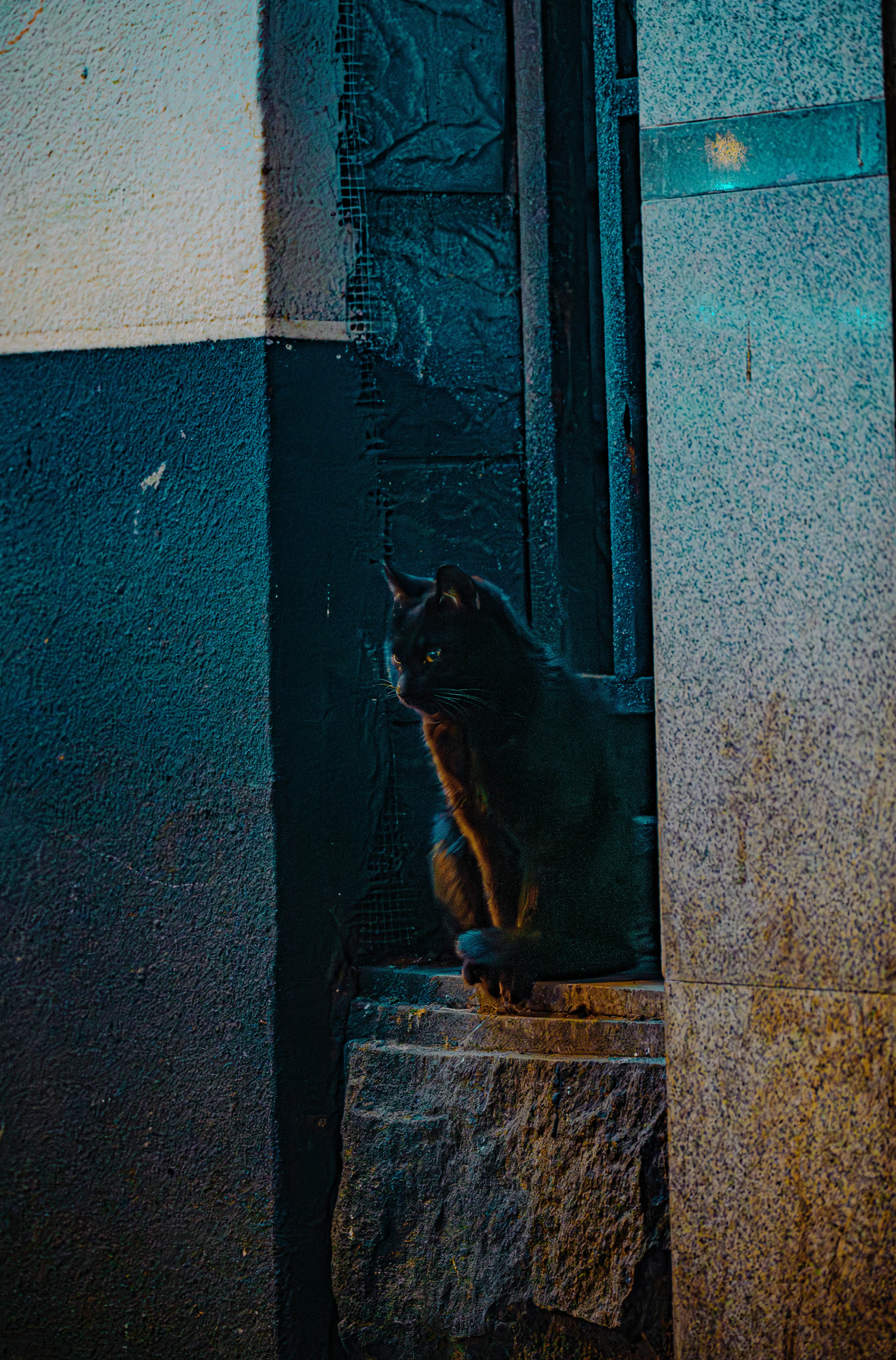 猫猫警长
