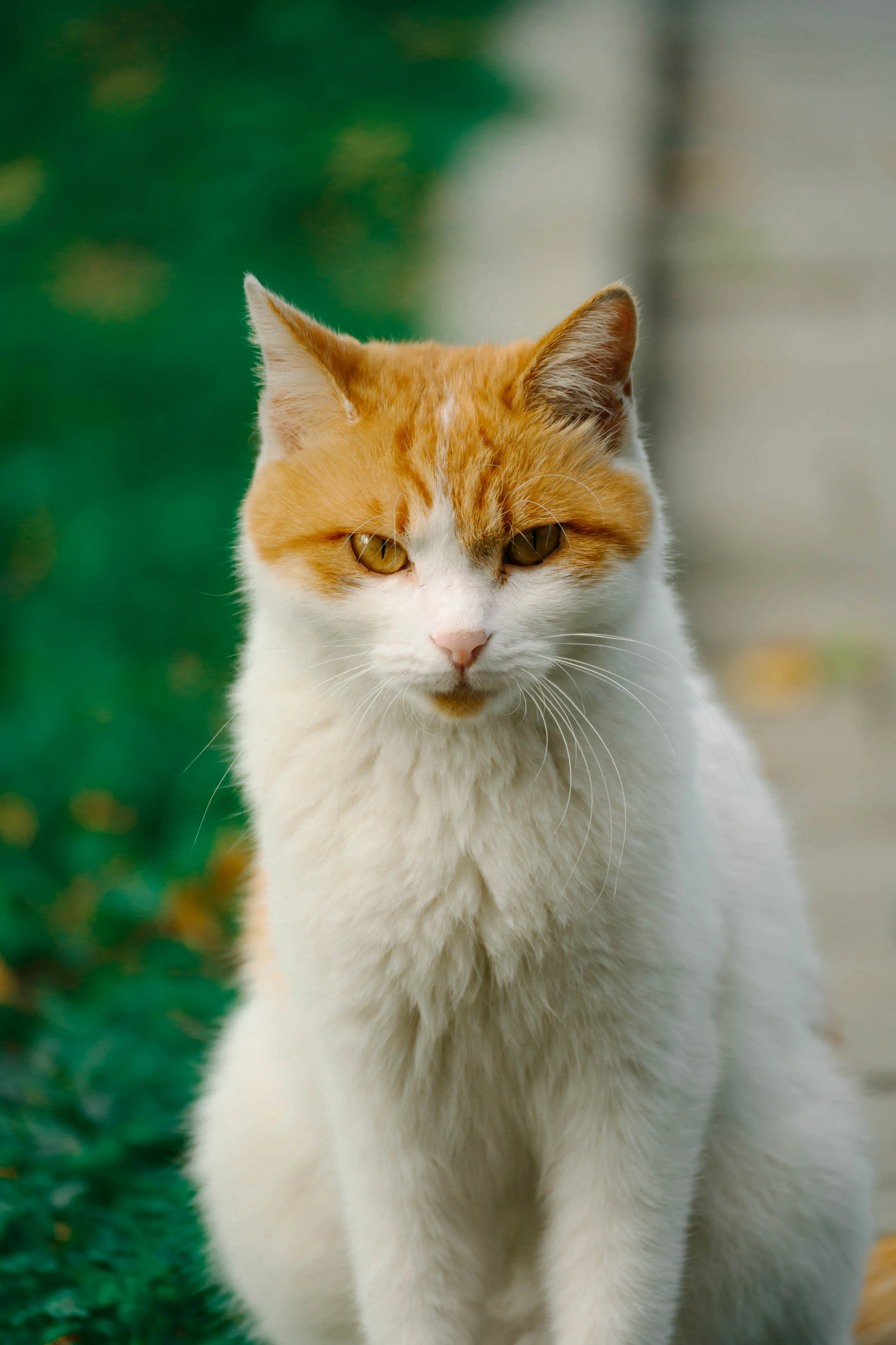 猫猫4